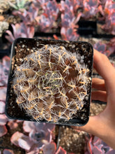 Load image into Gallery viewer, Haworthia Iron Ball - April Farm/Rare Succulents