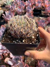 Load image into Gallery viewer, Haworthia Iron Ball - April Farm/Rare Succulents