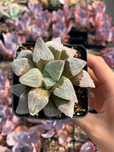 Load image into Gallery viewer, Haworthia pygmaea - April Farm/Rare Succulents