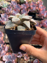 Load image into Gallery viewer, Haworthia pygmaea - April Farm/Rare Succulents