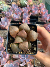 Load image into Gallery viewer, Haworthia mutica "Matcha" - April Farm/Rare Succulents