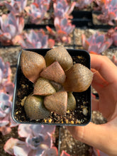 Load image into Gallery viewer, Haworthia mutica "Matcha" - April Farm/Rare Succulents