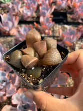Load image into Gallery viewer, Haworthia mutica "Matcha" - April Farm/Rare Succulents