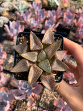 Load image into Gallery viewer, Haworthia mutica "Glacier" - April Farm/Rare Succulents
