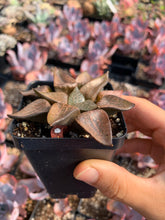 Load image into Gallery viewer, Haworthia mutica "Glacier" - April Farm/Rare Succulents