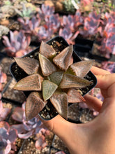 Load image into Gallery viewer, Haworthia mutica "Glacier" - April Farm/Rare Succulents