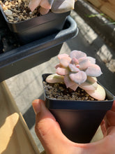 Load image into Gallery viewer, Pentandrum Superbum Variegated - April Farm/Rare Succulents