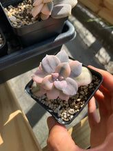 Load image into Gallery viewer, Pentandrum Superbum Variegated - April Farm/Rare Succulents