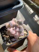 Load image into Gallery viewer, Pentandrum Superbum Variegated - April Farm/Rare Succulents