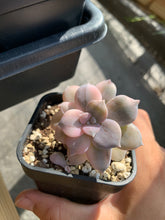 Load image into Gallery viewer, Pentandrum Superbum Variegated - April Farm/Rare Succulents