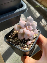 Load image into Gallery viewer, Pentandrum Superbum Variegated - April Farm/Rare Succulents