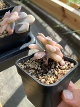 Load image into Gallery viewer, Pentandrum Superbum Variegated - April Farm/Rare Succulents