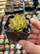 Load image into Gallery viewer, Echeveria Moon Stone - April Farm/Rare Succulents