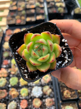 Load image into Gallery viewer, Echeveria Moon Stone - April Farm/Rare Succulents