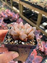 Load image into Gallery viewer, Haworthia cooperi var. truncata “black tone" - April Farm/Rare Succulents