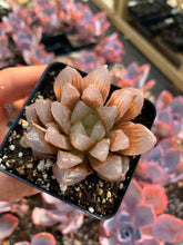 Load image into Gallery viewer, Haworthia cooperi var. truncata “black tone" - April Farm/Rare Succulents