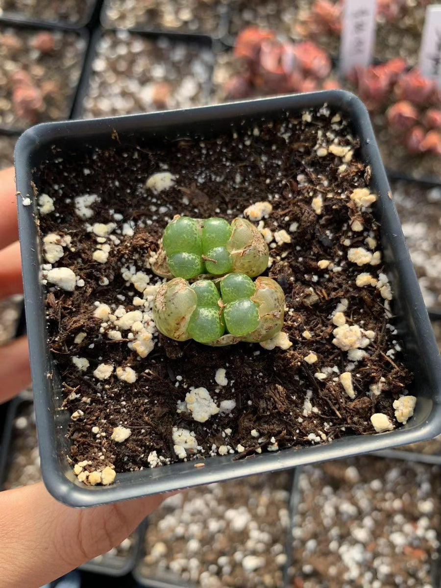 Semi Cactus Esotici Semi Di Conophytum Cubicum, Piante Grasse Rare Tipo Pietre Vive – 15 Semi Esotici Collezione Piante Succulente - Foto 5