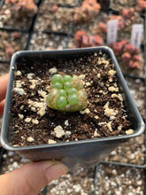 Load image into Gallery viewer, Conophytum pellucidum var terricolor - April Farm/Rare Succulents