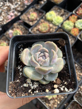 Load image into Gallery viewer, Echeveria Tiny Burger (mini succulent single head) - April Farm/Rare Succulents