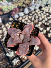 Load image into Gallery viewer, Haworthia mutica "White Widow" - April Farm/Rare Succulents