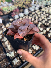 Load image into Gallery viewer, Haworthia mutica "White Widow" - April Farm/Rare Succulents
