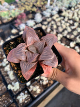 Load image into Gallery viewer, Haworthia mutica "White Widow" - April Farm/Rare Succulents