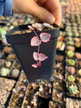 Load image into Gallery viewer, Ceropegia Woodii Variegata "String of Hearts Variegated" VSOH - April Farm/Rare Succulents