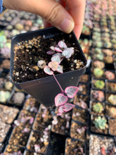 Load image into Gallery viewer, Ceropegia Woodii Variegata "String of Hearts Variegated" VSOH - April Farm/Rare Succulents