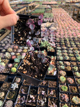 Load image into Gallery viewer, Ceropegia Woodii Variegata "String of Hearts Variegated" VSOH - April Farm/Rare Succulents