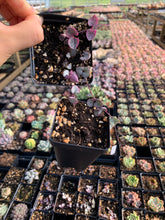 Load image into Gallery viewer, Ceropegia Woodii Variegata "String of Hearts Variegated" VSOH - April Farm/Rare Succulents