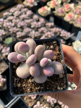 Load image into Gallery viewer, Graptopetalum Amethystinum - April Farm/Rare Succulent
