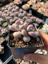 Load image into Gallery viewer, Graptopetalum Amethystinum - April Farm/Rare Succulent