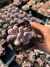 Load image into Gallery viewer, Graptopetalum Amethystinum - April Farm/Rare Succulent