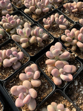 Load image into Gallery viewer, Graptopetalum Amethystinum - April Farm/Rare Succulent