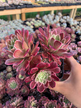 Load image into Gallery viewer, Aeonium Variegated Madrid - April Farm/Rare Succulents