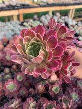 Load image into Gallery viewer, Aeonium Variegated Madrid - April Farm/Rare Succulents