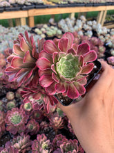 Load image into Gallery viewer, Aeonium Variegated Madrid - April Farm/Rare Succulents
