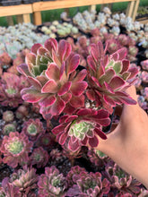 Load image into Gallery viewer, Aeonium Variegated Madrid - April Farm/Rare Succulents