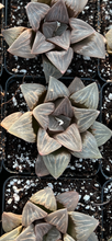 Load image into Gallery viewer, Haworthia mutica "White Widow" - April Farm/Rare Succulents