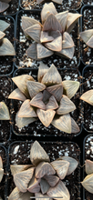 Load image into Gallery viewer, Haworthia mutica "White Widow" - April Farm/Rare Succulents
