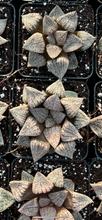 Load image into Gallery viewer, Haworthia pygmaea "Silver Ocean" - April Farm/Rare Succulents