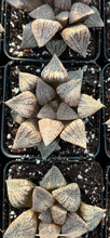 Load image into Gallery viewer, Haworthia pygmaea "Silver Ocean" - April Farm/Rare Succulents