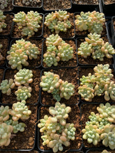 Load image into Gallery viewer, Graptosedum Rococo mini cluster - April Farm/Rare Succulents