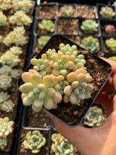 Load image into Gallery viewer, Graptosedum Rococo mini cluster - April Farm/Rare Succulents