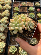 Load image into Gallery viewer, Graptosedum Rococo mini cluster - April Farm/Rare Succulents