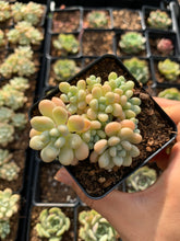 Load image into Gallery viewer, Graptosedum Rococo mini cluster - April Farm/Rare Succulents