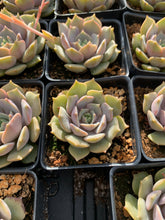 Load image into Gallery viewer, Echeveria Pink Butterfly single head - April Farm/Rare Succulents