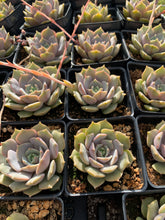 Load image into Gallery viewer, Echeveria Pink Butterfly single head - April Farm/Rare Succulents