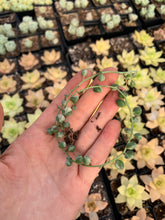 Load image into Gallery viewer, Senecio Rowleyanus variegated string of pearl VSOP - April Farm/Rare Succulents