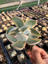 Load image into Gallery viewer, Echeveria Variegated Silver State Frills - April Farm/Rare Succulents